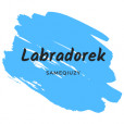 Labradorek1