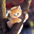 Cat_So_Cute