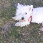 Lady_Dog