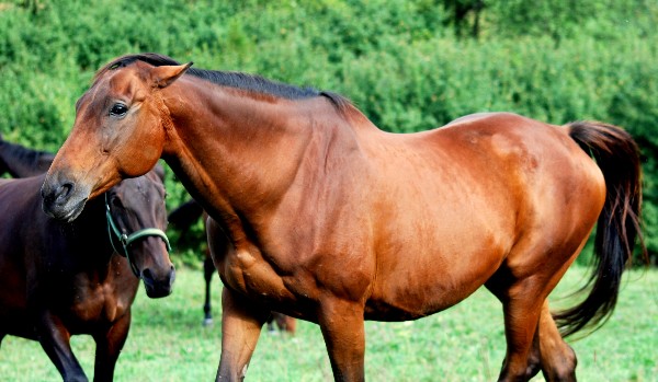 jaką rasą konia jesteś??
