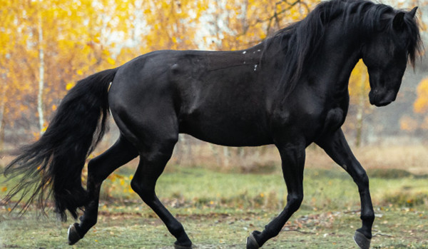 Stadnina HorseTheBest – Konie – Ara, czyli spokojniara