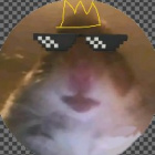 Koks._.Chomiczek._.UwU