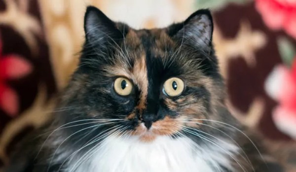 „Ścieżka Mlecznej Łapy” p.4