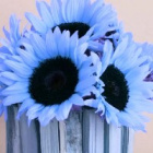 BlueSunflower.