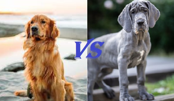 Którym psem jesteś?! SPRAWDŹ TO