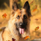 FankaSZCZYPSONAMILKYPALIONA