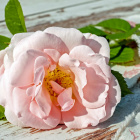 Roza_2021