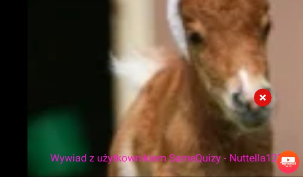 Wywiad z użytkownikiem SameQuizy – Nuttella123cc