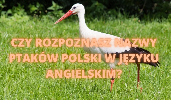 Czy rozpoznasz nazwy ptaków Polski w języku angielskim?
