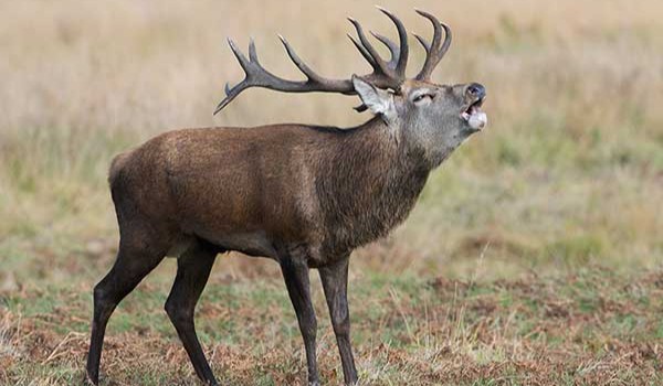 Gwara łowiecka cz.3