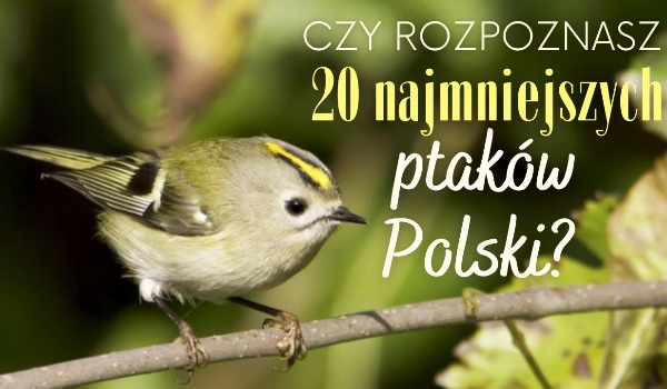 Czy rozpoznasz 20 najmniejszych ptaków Polski?