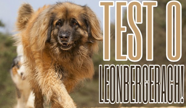 Test wiedzy o Leonbergerach!