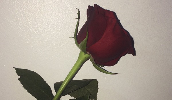 „Życie usłane różami” – Rozdział 2