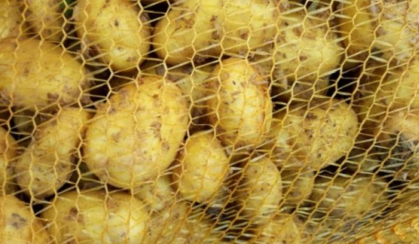 Czy jestes Ziemniaczkiem?