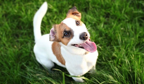 Sprawdź wiedzę o rasie psa Jack Russell Terrier