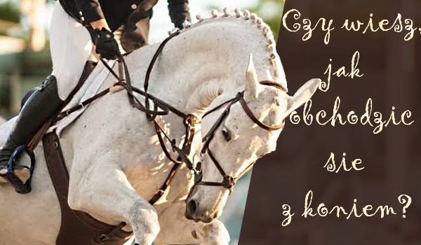 Czy wiesz, jak obchodzić się z koniem?