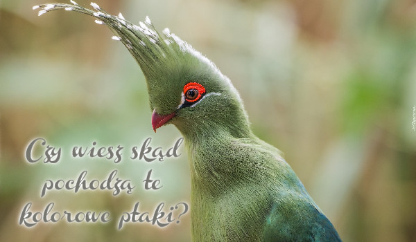 Czy wiesz skąd pochodzą te kolorowe ptaki?