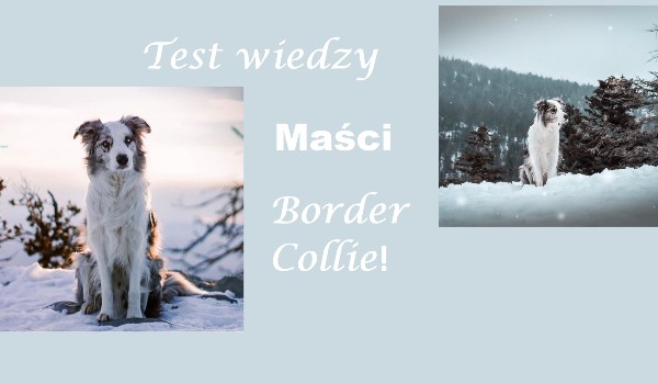 Test wiedzy maści Border collie!