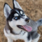 Gamingowy.Husky