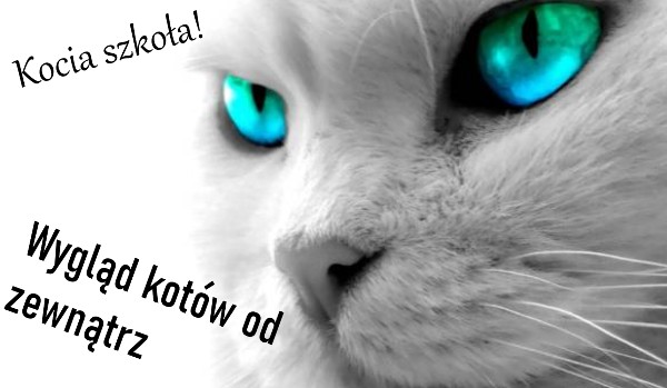 Kocia szkoła! Lekcja 2