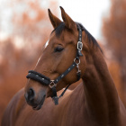 Equi_Mart