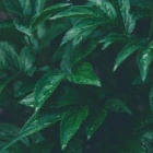 fan_plant1027