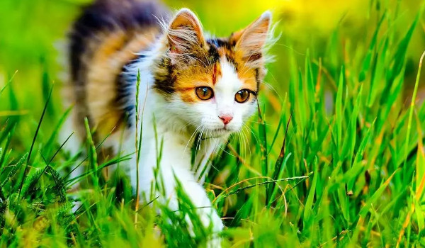 Jaka to rasa kota? Part 2