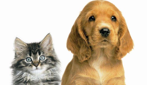 Pies czy kot? Które zwierzę jest do Ciebie podobne?