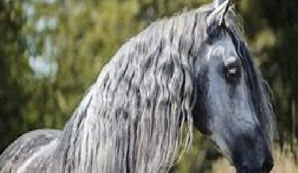 Czy jesteś prawdziwą koniarą (test)