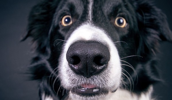 jak dużo wiesz o border collie?