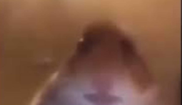 Jakim chomikiem jesteś?