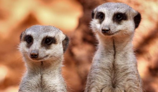 Transport u zwierząt