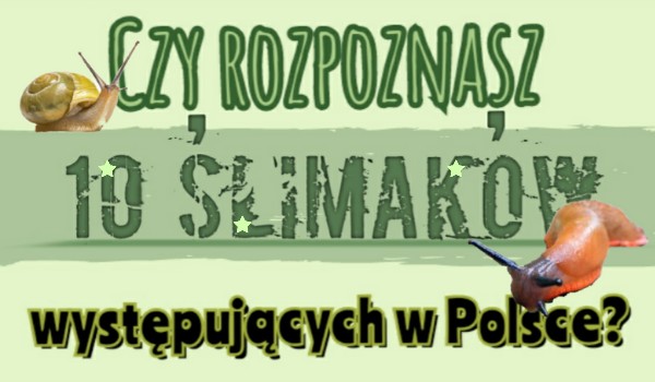 Czy rozpoznasz 10 rodzaji ślimaków występujących w Polsce ?