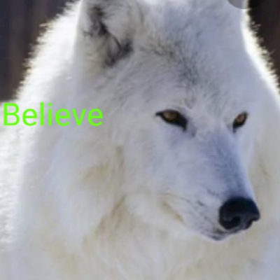Mr_Potter_Wolf