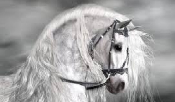 Końskie echo | Rozdział 1