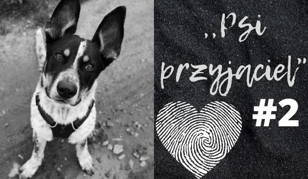 Psi przyjaciel #2