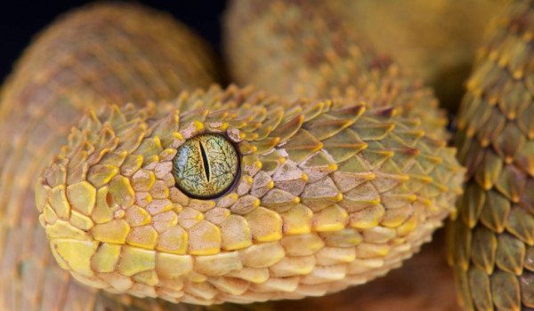 Jaidefang’s rise – prolog