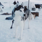 Bez.Przemocy.Dla.Zwierzat