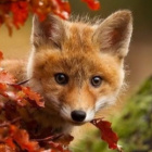Feliciti_fox