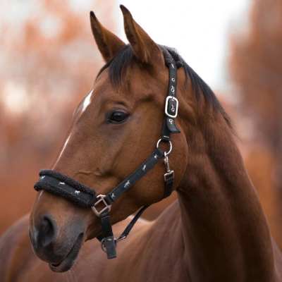 horse_riding