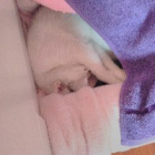 MeowMeowPL