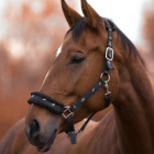 my.live.is.hors