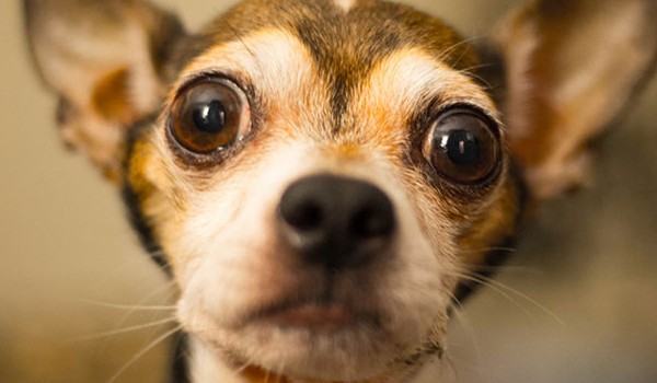 Czy rozpoznasz pokemony?