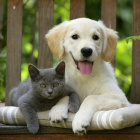 Dog_and_Cat