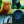 _warrior.cats_