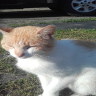 koteksssssssssssssss