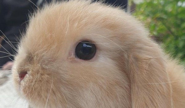 Adopcja królika