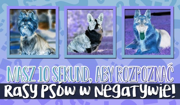 Masz 10 sekund, aby rozpoznać rasy psów w negatywie!