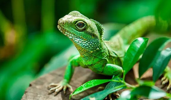 Test z Biologii – Gady