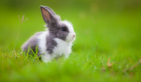 Czy mógłbyś/mogłabyś być właścicielem/właścicielką królika?